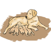 a litter of dogs